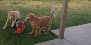 Two golden retrievers playing with a boy