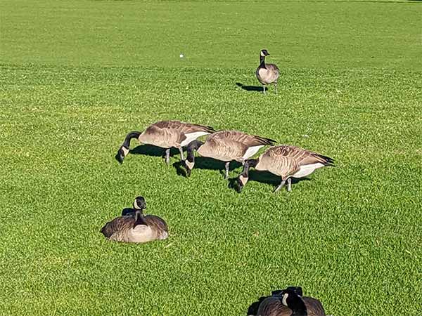 Geese surrounding a golf ball at The Wigwam