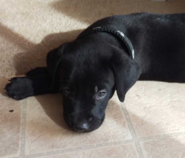 Sullivan (aka “Sulley”) – the monster puppy