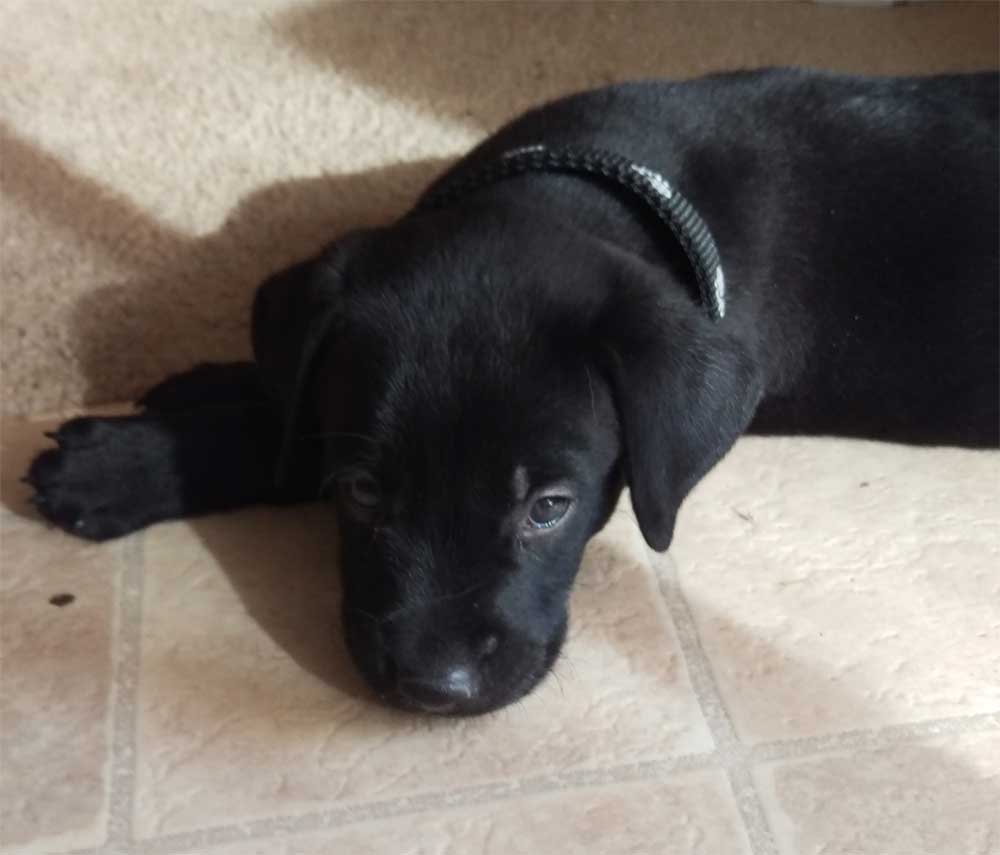 Sullivan (aka “Sulley”) – the monster puppy