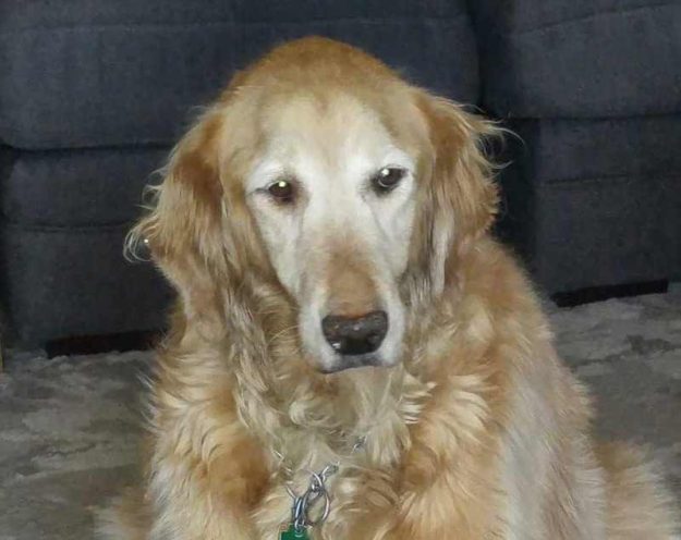 Daisy. A golden retriever.