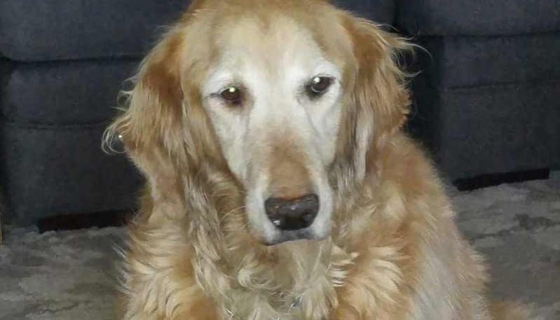 Daisy. A golden retriever.