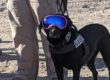 Police dog at Spartan Race