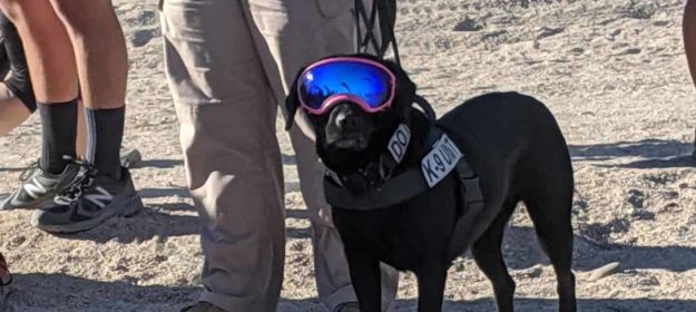 Police dog at Spartan Race Police dog at Spartan Race