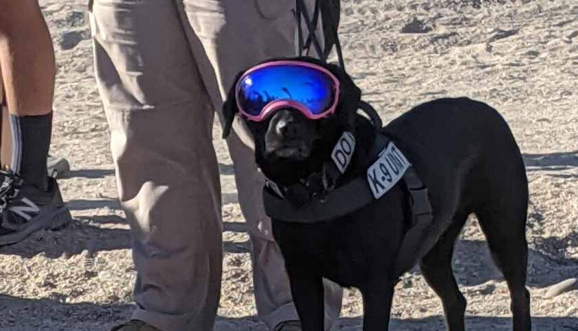 Police dog at Spartan Race