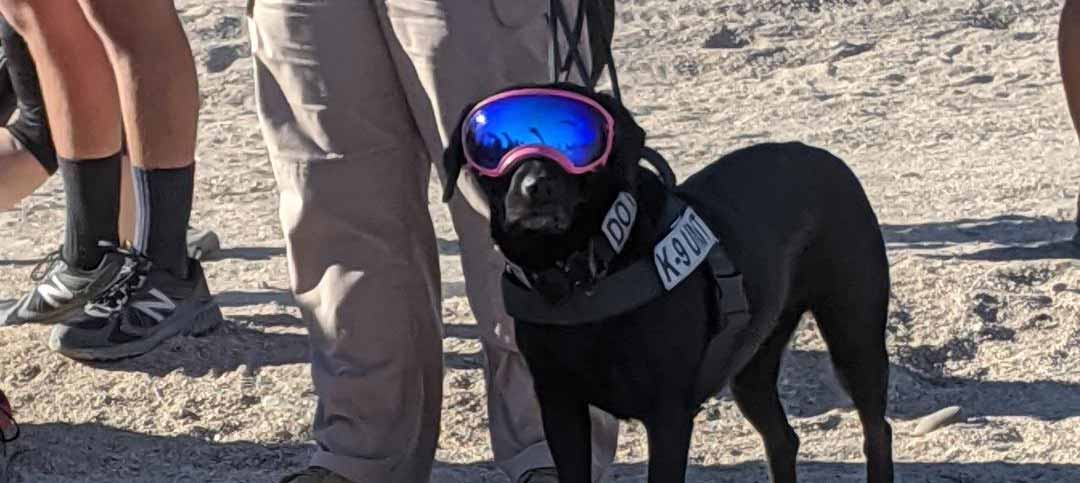 Police dog at Spartan Race Police dog at Spartan Race